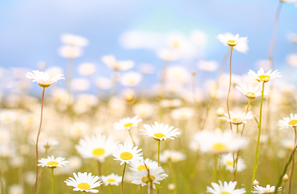 Why Spring Is the Best Time to Service Your Boiler (And Most Homeowners Wait Too Long)